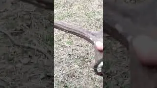 нашли рога