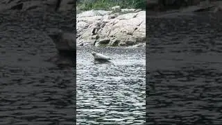 Phoque au repos