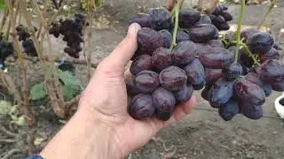 г.ф. Красная пуля (Сюзана)Калугин.В.М.