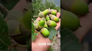 Acorn fruit #shorts