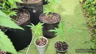 Small cannabis plants with 300+ nodes! 🤯✨🪴 Real or Myth?