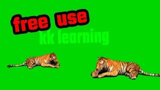 green screen lion // green screen effects lion 