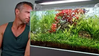 Why the REAL DECONSTRUCTION of this planted tank  (4K)