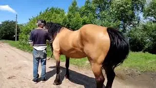 Лагуна На продажу Возможен обмен Доставка