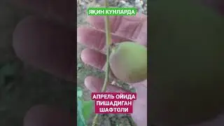 АПРЕЛЬ ОЙИДА ПИШАДИГАН ШАФТОЛИ