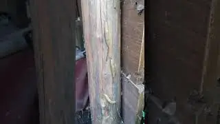 Слизни отправились в путь!