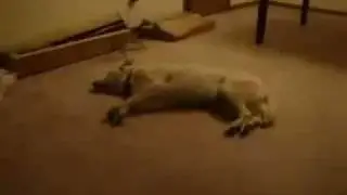 Kada pas usni RUZAN SAN (smeh do suza,smesni video klipovi,very funny)
