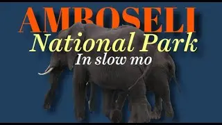 Amboseli National Park: Slow Mo video in 4K