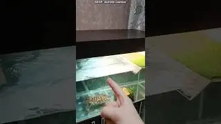 Зачем нужна крышка в акватеррариуме с черепахами? 🐢 