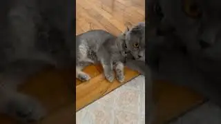 #kedim #fyptiktok #uyku #bebek #cutecat #cat