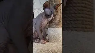 Забавный сфинкс