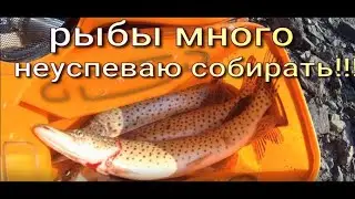 Рыбалка на резинку. Щука, сиг. Улов Порадовал. Рыбалка на Амуре.