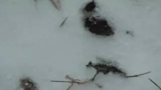 подснежно