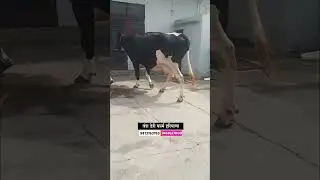 हरियाणातील टॉप गाभण गाई विक्रीसाठी उपलब्ध #shorts #dairy_farm #सांगोला_बाजार