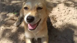 ВЛОГ! НАША НОВАЯ СОБАЧКА! ДЖЕК! ТЕПЕРЬ У НАС ЕСТЬ СОБАЧКА/ Маленький щеночек