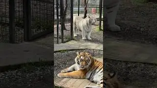 Один белый другой серый 🐯