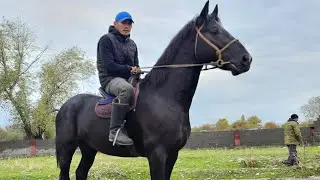 келишкен кара ат🔥30 октября 2024 г.