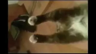 Кошки, забавные, смешные, уморительные видео-ролики