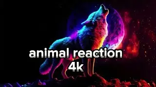 animal reaction new video