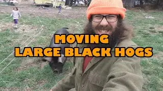 Moving the our Large Black Pigs, one success & two failures....
