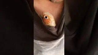 Cute bird #conure #bird #viral_video
