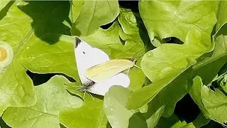 Love enemies!😂😂😂👍👍👍#fun#funnyvideo #matingbutterflies#butterfly#crossbreed#crossbreeding#蝴蝶#蝴蝶交配