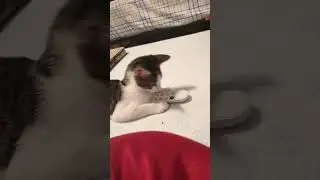 cat don't like tv