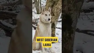 West siberian Laika - Zapadno sibirska Lajka 🐺 