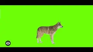 wolf GREEN SCREEN ALL POSE || no copyright ....100% copyright free