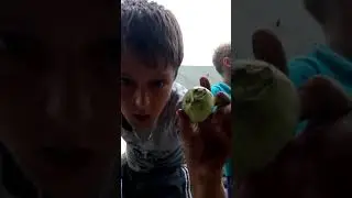 Разрубаем яблоки жесть