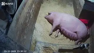 Кот принимает опорос.