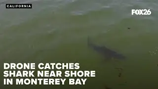 Surf's up and so are the sharks in Monterey Bay shallows