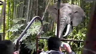 Disneyland's Boat Safari Ride