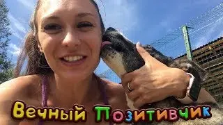 ВЕЧНЫЙ ПОЗИТИВЧИК / Ласковый мейн-Кун