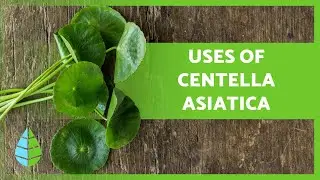 GOTU KOLA 🍀 Properties and Benefits of CENTELLA ASIATICA