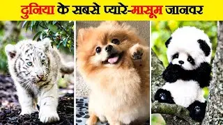 ये हैं सबसे Cute जानवर जिन्हें देखने के लिए नसीब लगता है। 😍 | Cute Animals In The World
