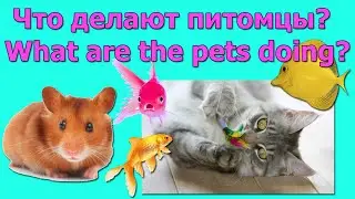 Что делают питомцы в течении дня?  What do pets do during the day?