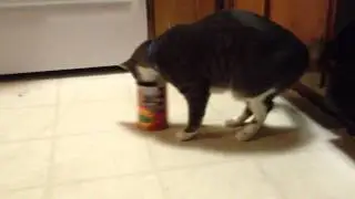 Moose in a can