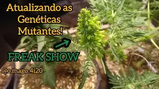 Atualizando as Genéticas Mutantes!