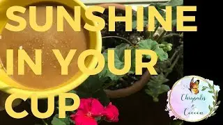 Vegan Coffee | The Truth on Coffee and What You Need to Know