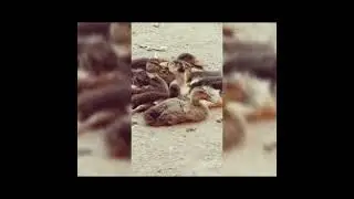 У НАС ДОМА В ГОСТЯХ