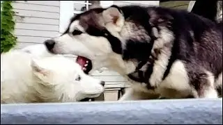 Husky Puppy Barely Escapes Malamutes Jaws!!