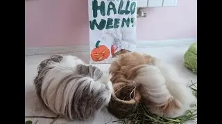 Halloween с морскими свинками. И хэллоуинский конкурс для зрителей в конце!!!