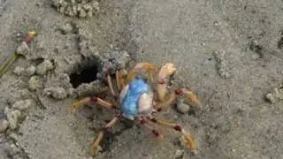 Soldier Crab Vid
