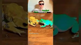 Top 5 Frog Moments That Had Us Rolling!🤣