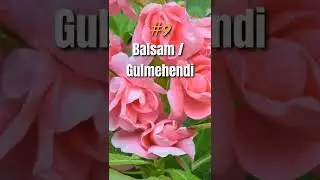 Flowering plants that grow from cuttings 