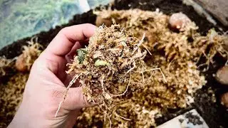 Germination of potatoes of the first reproduction /Проращивание картофеля первой репродукции