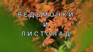 Ведьмочки и листопад — Лана Ра