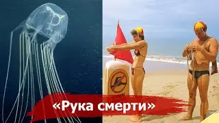 The most poisonous killer in the ocean and how ordinary tights can save you from death