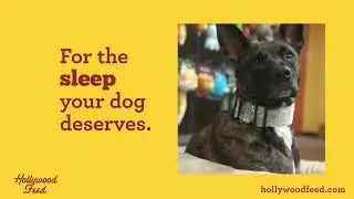Upgrade Your Dog's Sleep with Mississippi Made Beds from Hollywood Feed